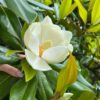 pobrane (12) Magnolia grandiflora '24 Below',zimozielona,mrozoodporna,wielkokwiatowa c5