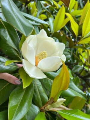 pobrane (12) Magnolia grandiflora '24 Below',zimozielona,mrozoodporna,wielkokwiatowa c5