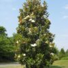 pobrane (13) Magnolia grandiflora '24 Below',zimozielona,mrozoodporna,wielkokwiatowa c5