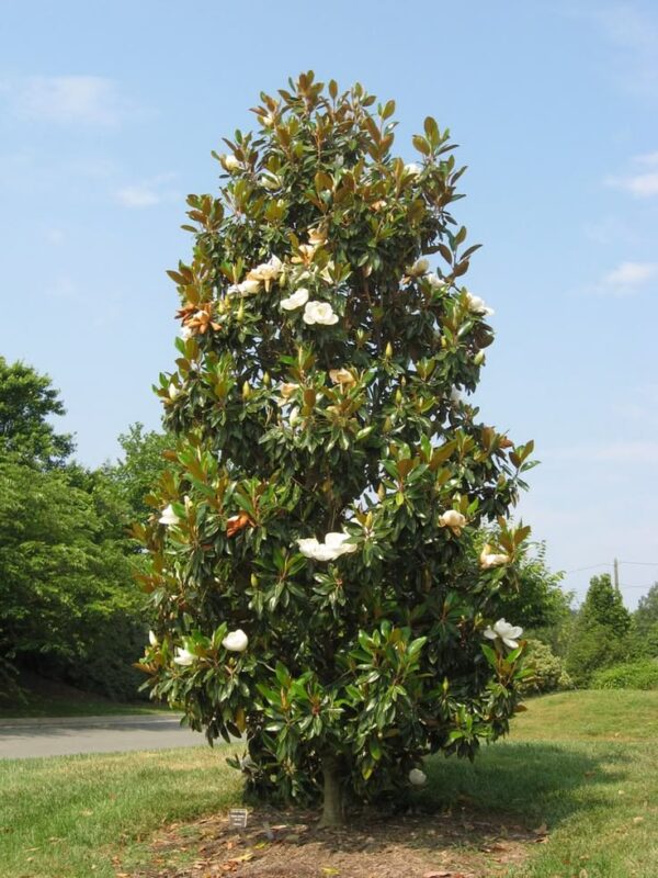 pobrane (13) Magnolia grandiflora '24 Below',zimozielona,mrozoodporna,wielkokwiatowa c5