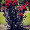 pobrane (15) Lagerstroemia indyjska 'Black Diamond Best Red' bez południa 90-110cm