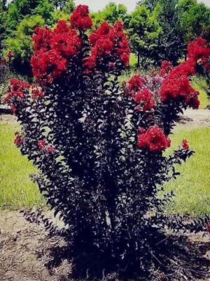 pobrane (15) Lagerstroemia indyjska 'Black Diamond Best Red' bez południa 90-110cm
