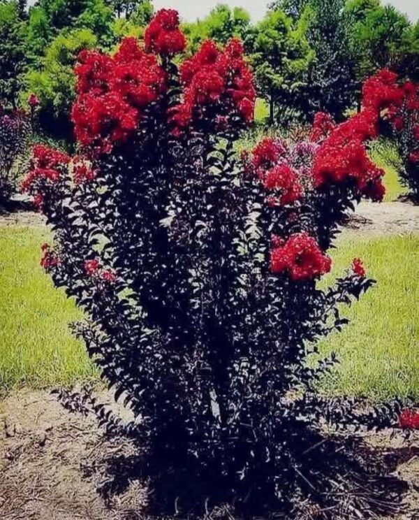 pobrane (15) Lagerstroemia indyjska 'Black Diamond Best Red' bez południa 90-110cm