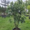 Głogownik Vulcano à la bonsai 160–170 cm zimozielony, na ogród, do donicy