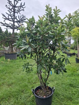 Głogownik Vulcano à la bonsai 160–170 cm zimozielony, na ogród, do donicy