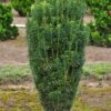Cephalotaxus fastigiata Cis pośredni Hilli żywopłot, sadzonki, kolumnowy, zimozielony PAKIET 4 SZT