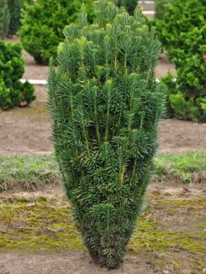 Cephalotaxus fastigiata Cis pośredni Hilli żywopłot, sadzonki, kolumnowy, zimozielony PAKIET 4 SZT