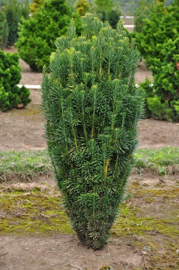 Cephalotaxus fastigiata Cis pośredni Hilli żywopłot, sadzonki, kolumnowy, zimozielony PAKIET 4 SZT