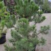 sosna1 Sosna czarna (Pinus nigra) zimozielona, duże sadzonki, słońce, iglak, c20