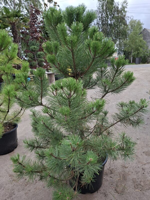 sosna1 Sosna czarna (Pinus nigra) zimozielona, duże sadzonki, słońce, iglak, c20
