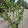 sosna2 Sosna czarna (Pinus nigra) zimozielona, duże sadzonki, słońce, iglak, c20