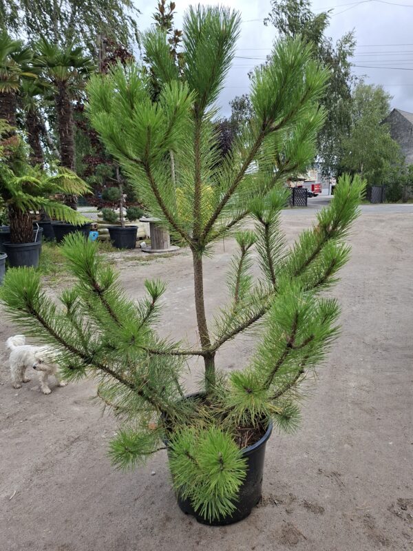 sosna2 Sosna czarna (Pinus nigra) zimozielona, duże sadzonki, słońce, iglak, c20