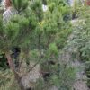 sosna3 Sosna czarna (Pinus nigra) zimozielona, duże sadzonki, słońce, iglak, c20