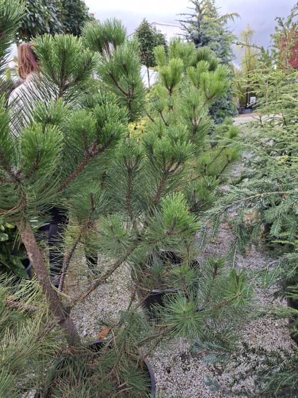 sosna3 Sosna czarna (Pinus nigra) zimozielona, duże sadzonki, słońce, iglak, c20