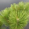 sosna4 Sosna czarna (Pinus nigra) zimozielona, duże sadzonki, słońce, iglak, c20