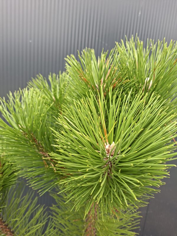 sosna4 Sosna czarna (Pinus nigra) zimozielona, duże sadzonki, słońce, iglak, c20
