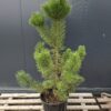sosna5 Sosna czarna (Pinus nigra) zimozielona, duże sadzonki, słońce, iglak, c20