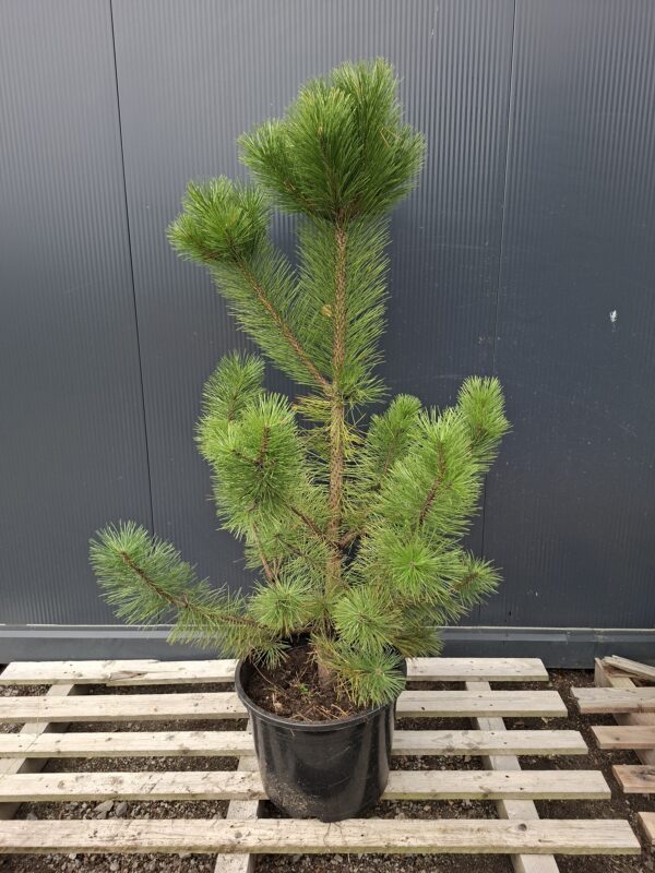 sosna5 Sosna czarna (Pinus nigra) zimozielona, duże sadzonki, słońce, iglak, c20