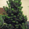 sosna6 Sosna czarna (Pinus nigra) zimozielona, duże sadzonki, słońce, iglak, c20