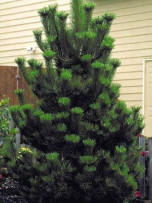 sosna6 Sosna czarna (Pinus nigra) zimozielona, duże sadzonki, słońce, iglak, c20