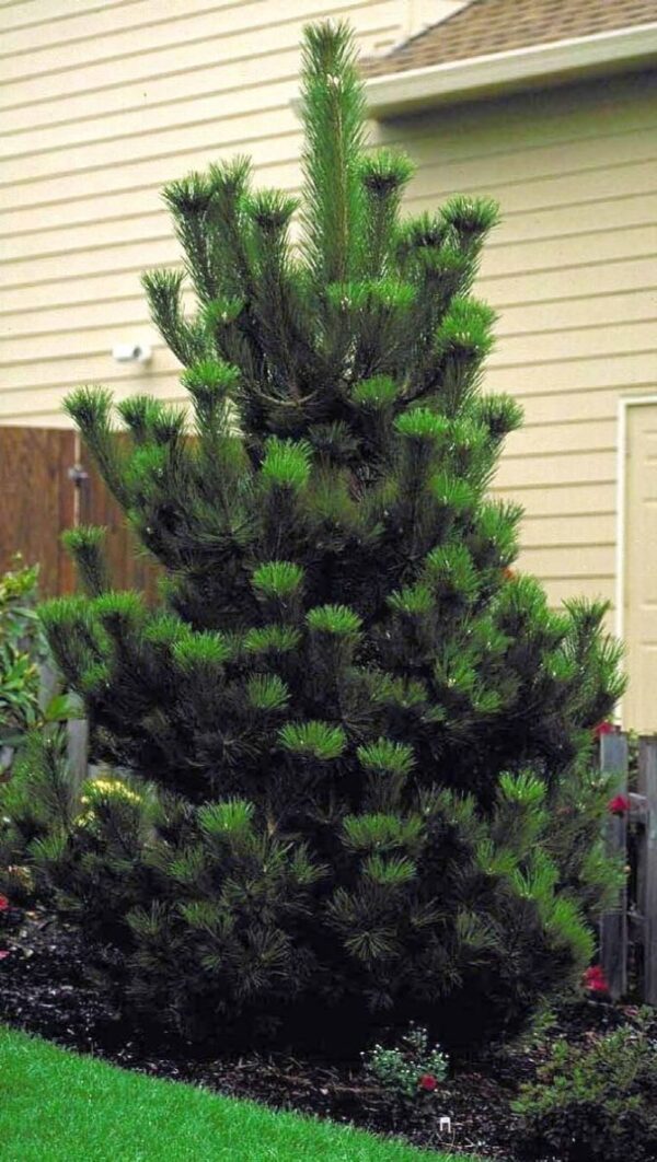 sosna6 Sosna czarna (Pinus nigra) zimozielona, duże sadzonki, słońce, iglak, c20